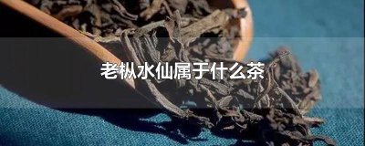 ​单丛老枞水仙属于什么茶 老枞水仙属于什么茶类