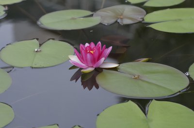 ​植物传播种子的方法 (植物传播种子的方法好奇妙，)