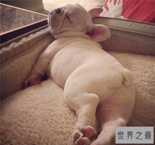 ​斗牛犬性格让你意想不到 别看我外表可怕但内心温柔