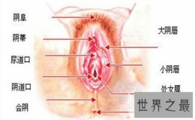 ​女生殖器官图是认识女生的一本非常好的教科书