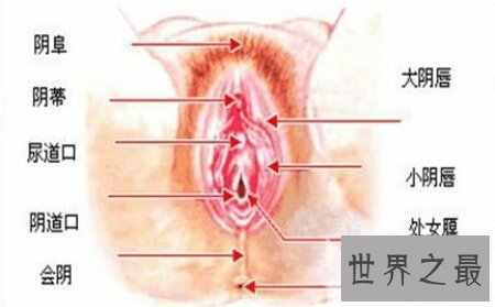 女生殖器官图是认识女生的一本非常好的教科书