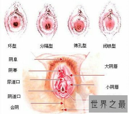 女生殖器官图是认识女生的一本非常好的教科书