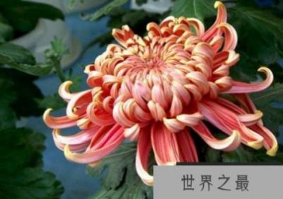 ​菊花的十个常见品种是什么?