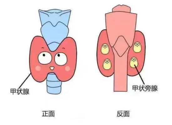 少女患上神秘怪病！摔跤后骨折去医院一查全身骨头都在溶解…