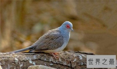 ​世界上最小的鸽子，澳大利亚雪鸽