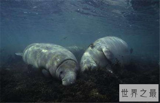 史德拉海牛因人类而灭绝，曾是海上船员的食物