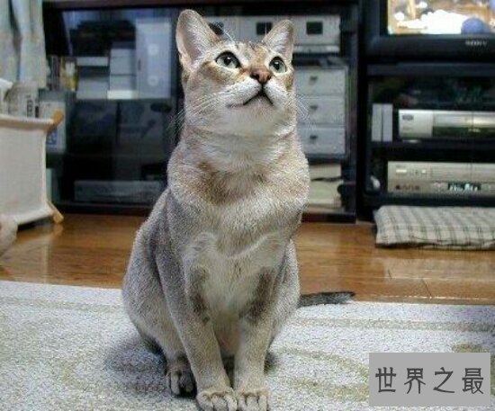 世界上最小的猫，竟然跟手指一样大！很容易被捏死