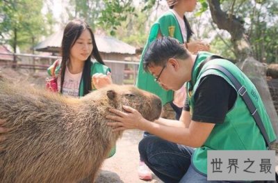 ​世界上最大的啮齿动物，水豚(140斤比人还高)