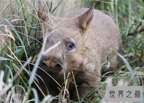 毛鼻袋熊已接近灭亡，环境破坏导致动物生存遭威胁