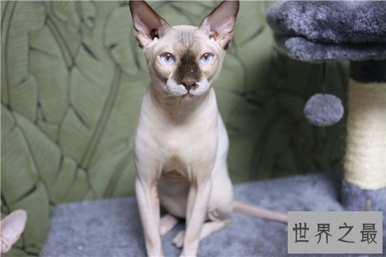 加拿大无毛猫皮肤光滑，饲养难度很高价格昂贵