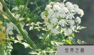 ​外表美丽却危险的十大植物 个个杀人于无形