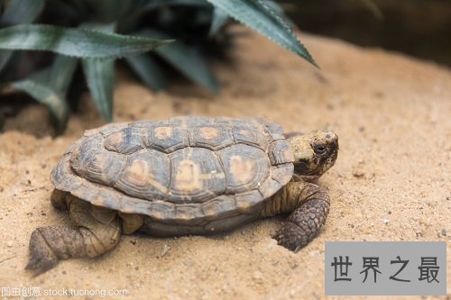 饼干龟什么奇特品种？动物科普知识学起来！