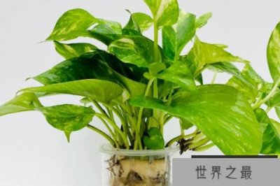 ​电脑旁边适合放什么植物：绿萝、仙人球榜上有名