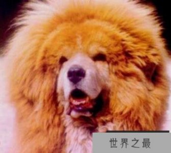 ​中国藏獒十大獒王排名 中国最有名的藏獒排行榜