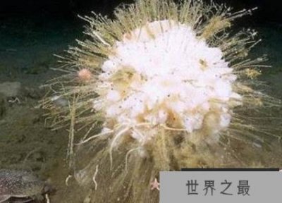 ​南极海洋生物有哪些？南极的十大神秘生物