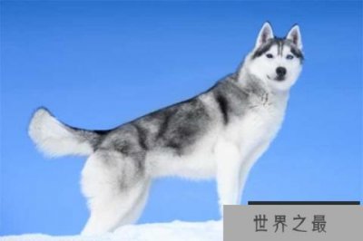 ​世界十大最漂亮的狗 西伯利亚雪橇犬有着狼的外表