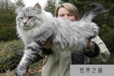 ​世界十大体格最大的猫 缅因猫体型健壮毛发旺盛