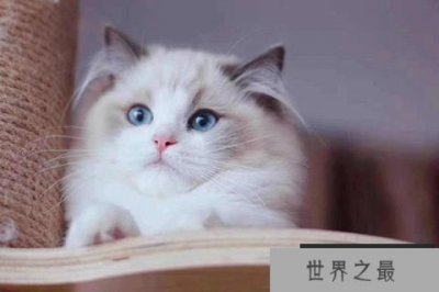 ​世界十大最粘人的猫 布偶猫不能忍受孤单缅因猫外表粗犷