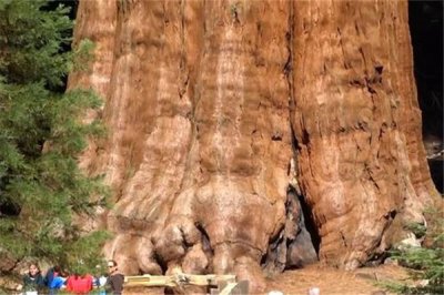 ​地球上出现过的最大生物有哪些 最大的鱼类非鲸鱼莫属