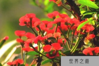 ​10种代表冬天的植物：个个颜值都很高，你养了哪种？