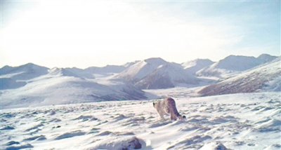 ​青海西宁首次捕捉到国家一级保护动物雪豹的踪迹 在大通北川河源区国家级自然保