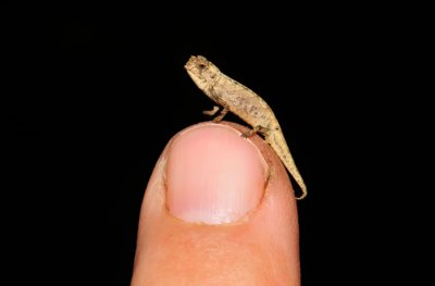 ​马达加斯加岛发现的“纳米变色龙”Brookesia nana是世界上已知最小的爬行动物