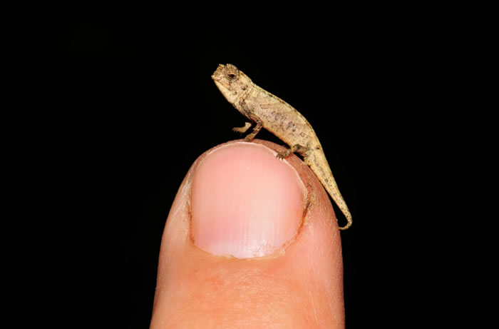 马达加斯加岛发现的“纳米变色龙”Brookesia nana是世界上已知最小的爬行动物