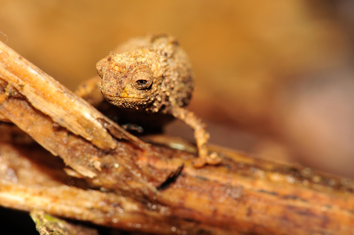 马达加斯加新发现的奈米变色龙（Brookesia nana）可能是世界上最小的爬行动物。 PHOTOGRAPH BY FRANK GLAW, ZOOLOGISC