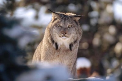 ​凶猛的大山猫这次成了晚餐 凶手竟是这种萌萌小动物“鱼貂”