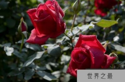 ​十大国花的排名，樱花仅排第七，第一被13个国家定为国花