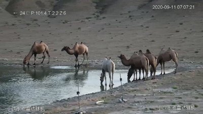 ​世界首次！甘肃安南坝自然保护区黄羊沟野生动物饮水池附近出现“白化”野骆驼