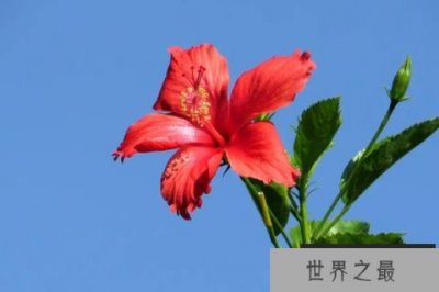 ​适合秋天种的花有什么品种：扶桑花榜上有名