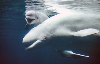 ​美国乔治亚州亚特兰大市的乔治亚水族馆喜迎白鲸宝宝