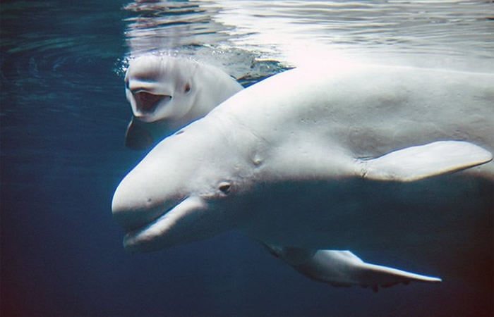 美国乔治亚州亚特兰大市的乔治亚水族馆喜迎白鲸宝宝