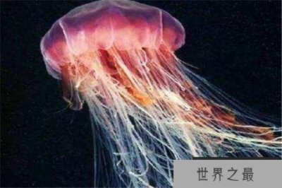 ​世界十大剧毒水母 澳洲方水母无疑上榜，你认识哪几个