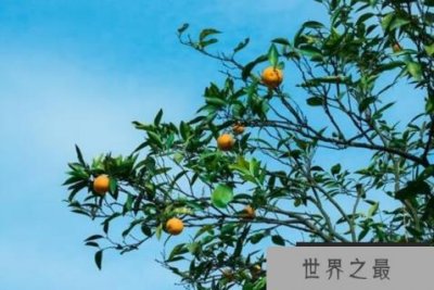 ​最受欢迎的十大庭院植物：橘树、棕榈、竹子全部上榜