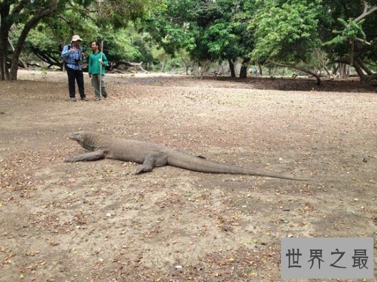 恐龙的近亲凶猛的科莫多巨蜥，现在也以成为频危物种