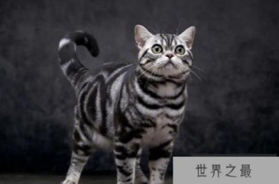 ​世界上最适合新手养的十种猫 中国狸花猫(身体健壮)