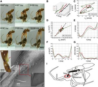 ​中国科学家研究发现雄性隆背菲蛛交配结束后会推开母蜘蛛瞬间弹射出去