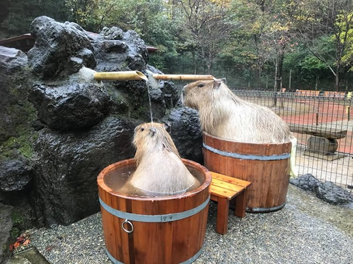 日本埼玉县儿童动物自然公园水豚泡温泉