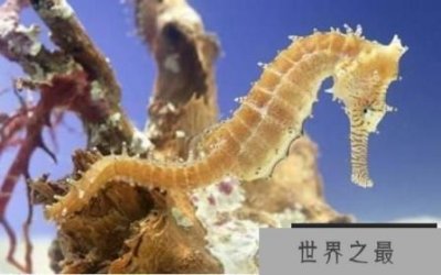 ​世界上最大的海马：体长0.34米的巨型海马(打破世界纪录)