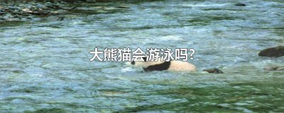 ​大熊猫是怎么游泳的 熊猫不会游泳用英语怎么说