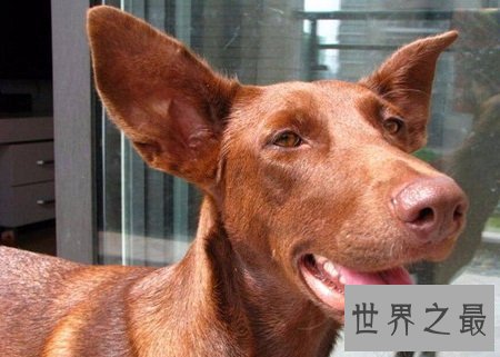 法老王猎犬什么来历？这么霸气高级的名字！