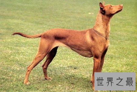 法老王猎犬什么来历？这么霸气高级的名字！