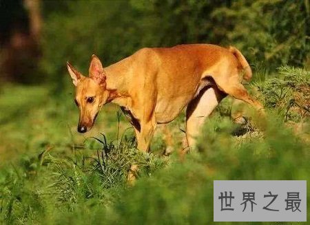 法老王猎犬什么来历？这么霸气高级的名字！