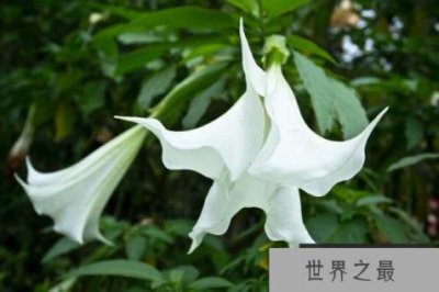 ​十大寓意不幸的花：昙花、水仙花双双入榜