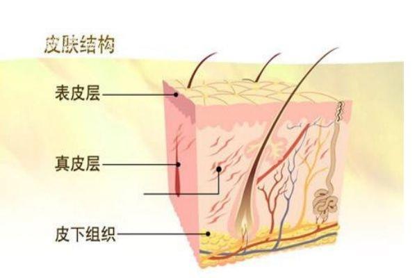 什么是角质层呢 角质层有什么作用呢