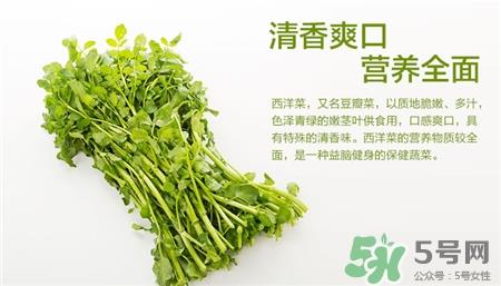 西洋菜的营养价值 西洋菜的功效与作用