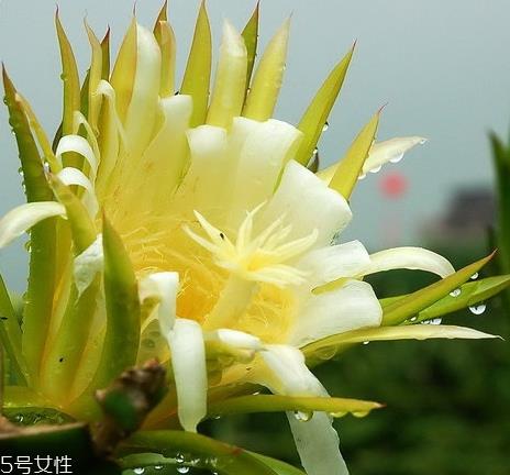 霸王花是中药吗 霸王花是中草药