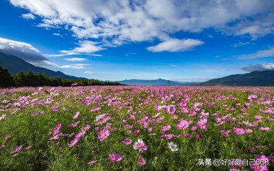 ​歌曲中的故事《我是你的格桑花》